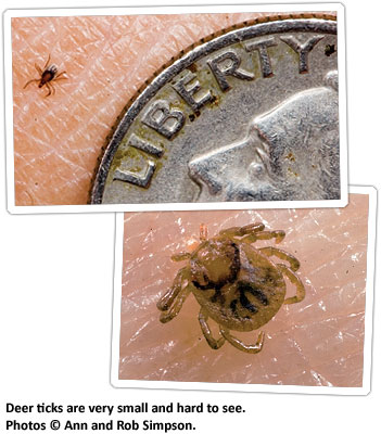 mga deer-tick