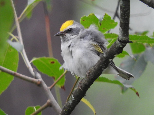 Isang imahe ng Golden-winged Warbler
