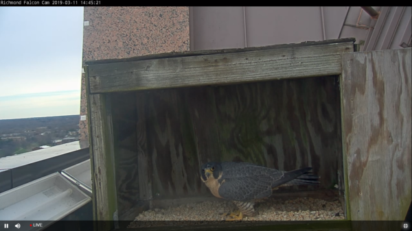 Isang imahe ng babaeng peregrine falcon na bumibisita sa nesting box site.