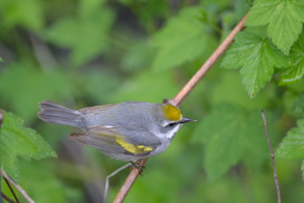 Isang imahe ng isang babaeng golden winged warbler; parang lalaki pero hindi gaanong masigla ang dilaw na balahibo