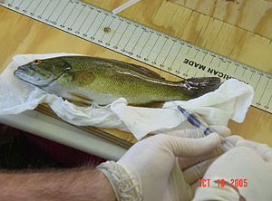 isang imahe ng isang biologist na kumukuha ng sample ng dugo mula sa isang nahawaang smallmouth bass