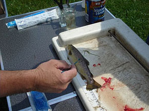 Isang imahe ng isang biologist na nagpapahid ng isang maliit na isda para sa mga sakit