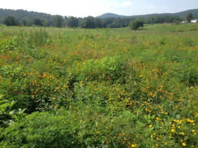Ang magandang brood-rearing cover ay binubuo ng magkakaibang takip ng malawak na dahon na namumulaklak na mga halaman tulad ng ragweed, partridge pea, coreopsis, at native sunflower na may mababang porsyento ng grass cover. Dapat itong magbigay ng pagtatago mula sa itaas, ngunit magbigay din ng ilang hubad na lupa sa ilalim.