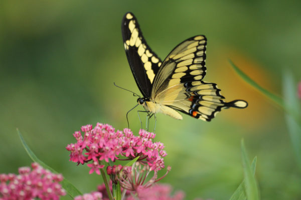 Giant swallowtail butterfly sa milkweed