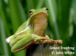 green-treefrog