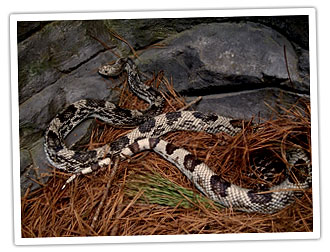 Isang imahe ng pinesnake na may kakaibang kulay kayumanggi at madilim na kayumangging marka