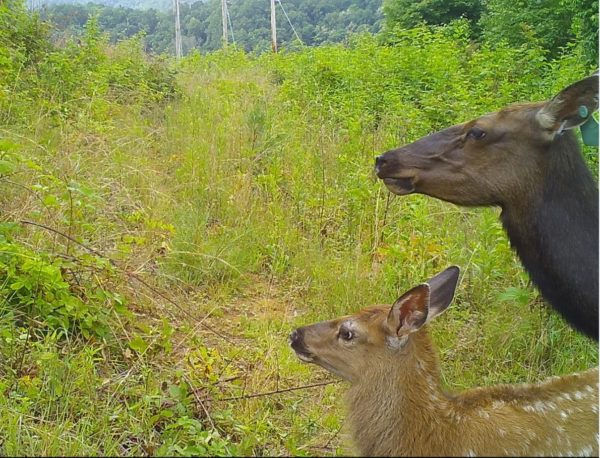 isang imahe ng isang cow elk at ang kanyang dappled guya na may close up sa kanilang mga mukha; sa isang paglilinis ng kagubatan.