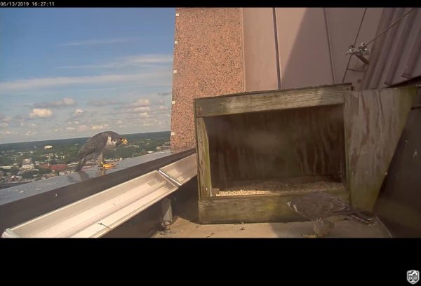 Ang pares ng Richmond (lalaki sa kaliwa, babae sa kanan) ay nakatingin sa isa't isa sa tabi ng nest box.