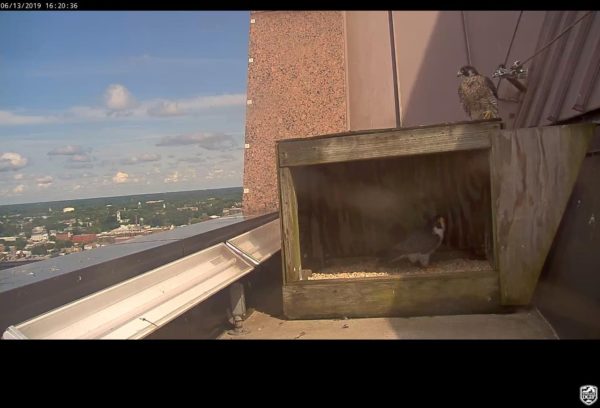 Ang pares ng Richmond (lalaki sa kahon, babae sa kanang itaas) sa nest box 