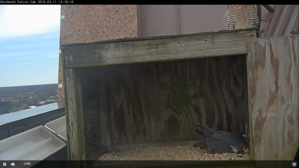 Ang lalaki ay gumagawa ng scrape, habang ang babae ay nakaupo sa ibabaw ng kahon. 