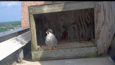 Ang lalaking nakatayo sa nest box