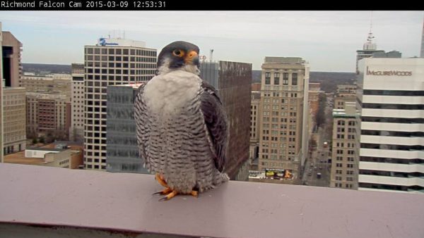 Ang orihinal na Richmond male peregrine falcon, na nakapatong sa parapet ng Riverfront Plaza building sa 2015.