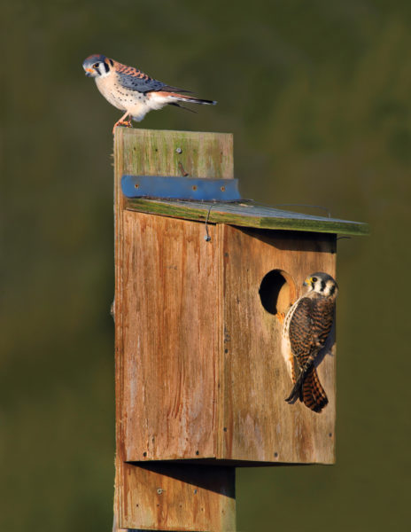 Isang larawan ng dalawang kestrel sa isang nesting box