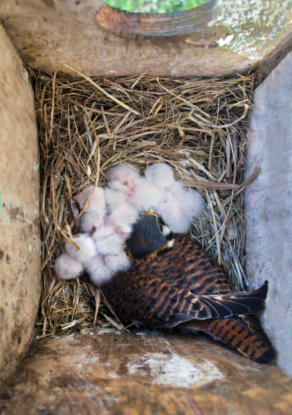 Kitang-kita ang isang imahe sa loob ng nesting box, isang babaeng kestrel at limang sisiw