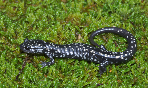 Isang imahe ng Northern Slimy Salamander