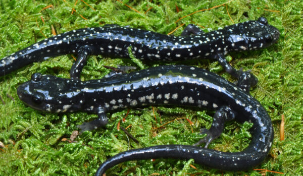 Isang imahe ng Cumberland Plateau Salamander