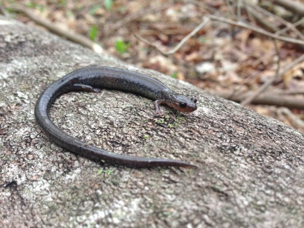 Isang imahe ng Valley And Ridge Salamander