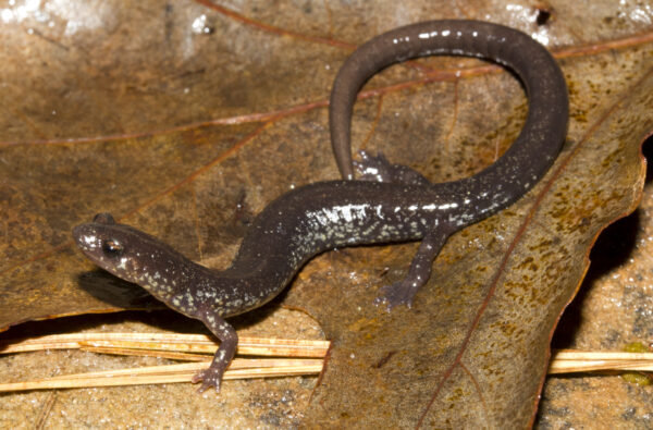 Isang imahe ng Shenandoah Mountain Salamander