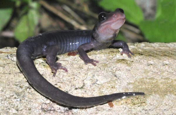 Isang imahe ng Northern Grey-Cheeked Salamander