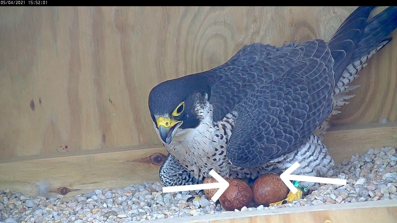 Ang peregrine falcon parent na nagmumuni-muni sa kanyang mga itlog; dalawang itlog ang nakikitang napisa