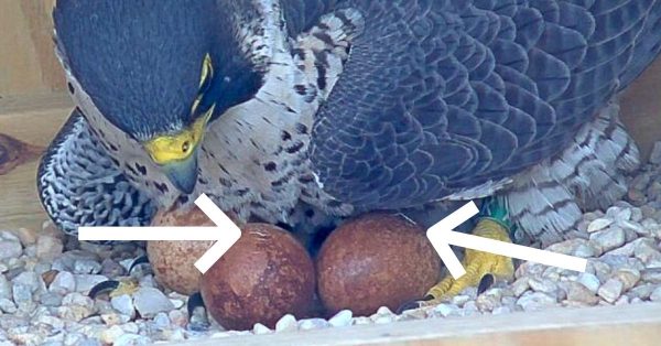 Lalaking falcon na may pipped egg.
