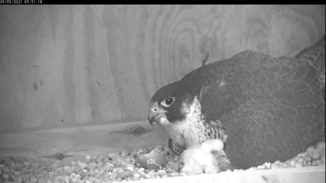 Dalawang sisiw ang napisa magdamag sa ilalim ng kanilang magulang