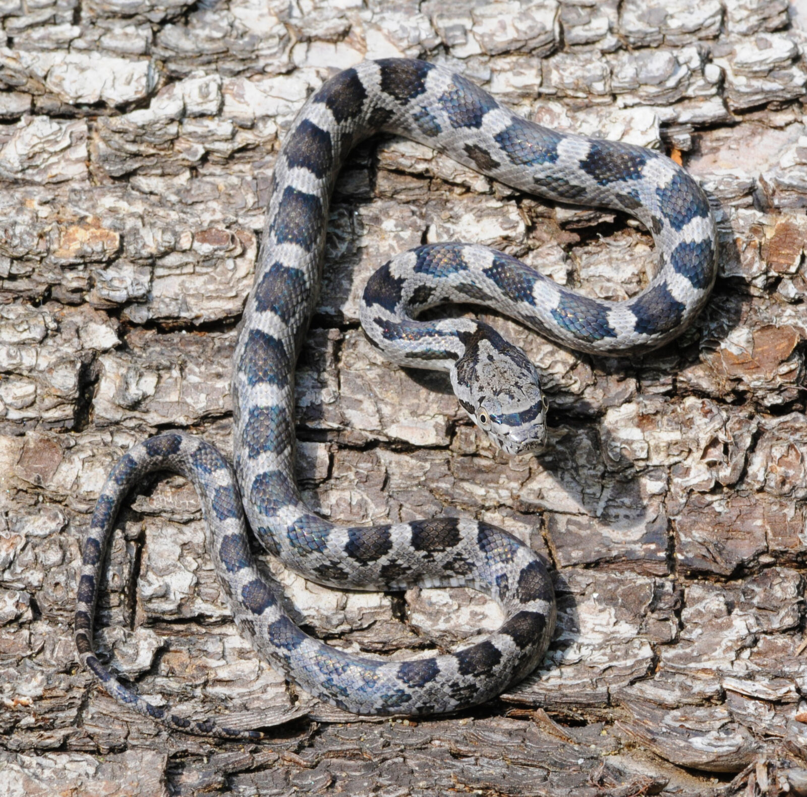 Isang imahe ng isang juvenile Eastern Ratsnake na madaling mapagkamalan bilang isang copperhead, na ang pinakanatatanging variation nito ay ang spot shape