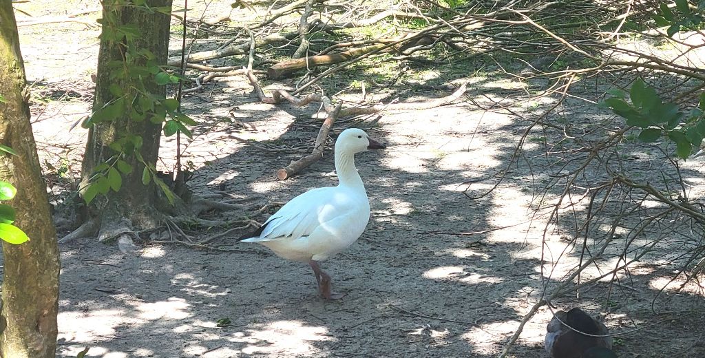 Isang snow goose sa Blue Bird Farm.