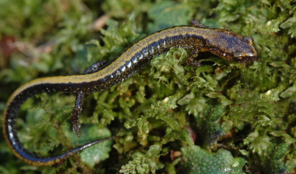 Isang imahe ng Eastern Red-Backed Salamander