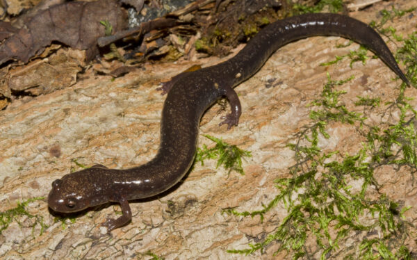 Isang imahe ng Southern Ravine Salamander