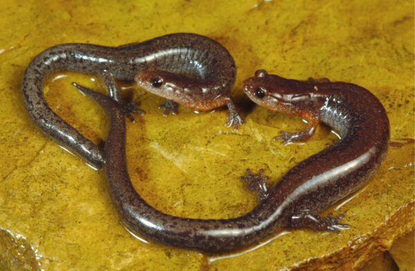 Isang imahe ng Southern Zigzag Salamander