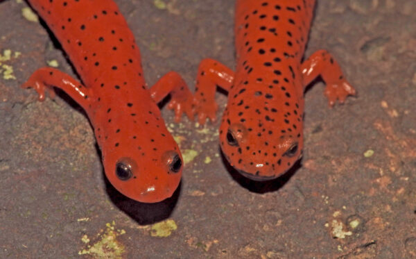 Isang imahe ng Midland Mud Salamander
