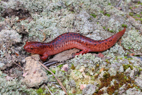 Isang imahe ng Red Salamander