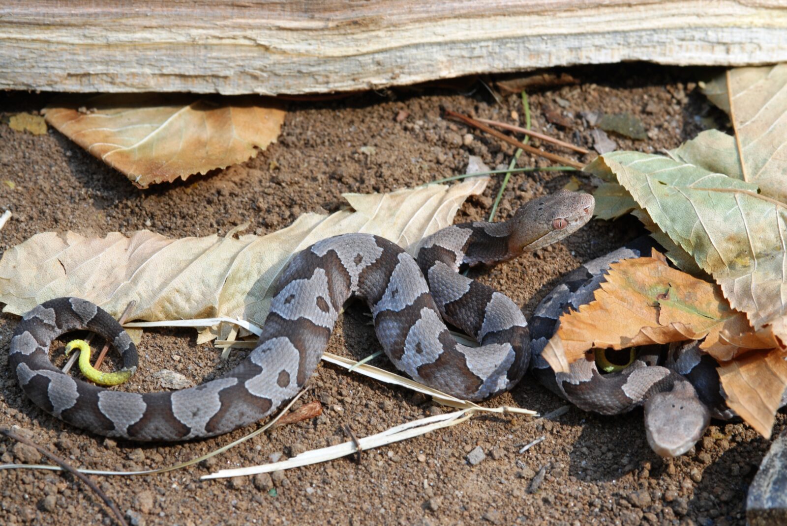 Isang imahe ng mga juvenile eastern copperheads kasama ang kanilang mga natatanging hugis orasang spot 