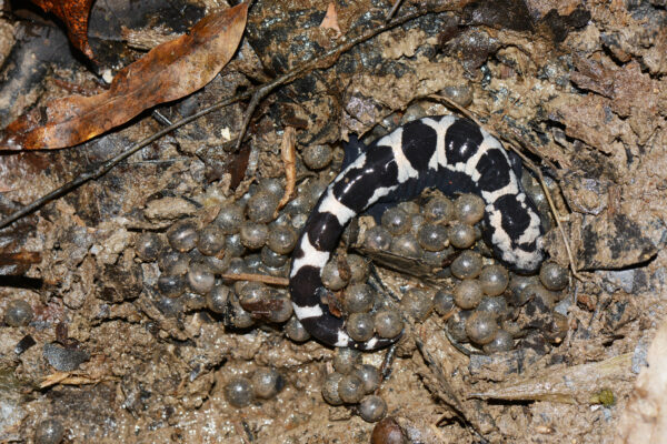 Isang imahe ng Marbled Salamander