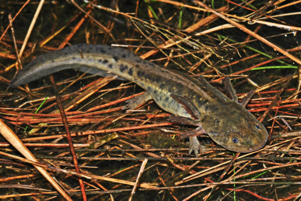 Isang imahe ng Eastern Tiger Salamander
