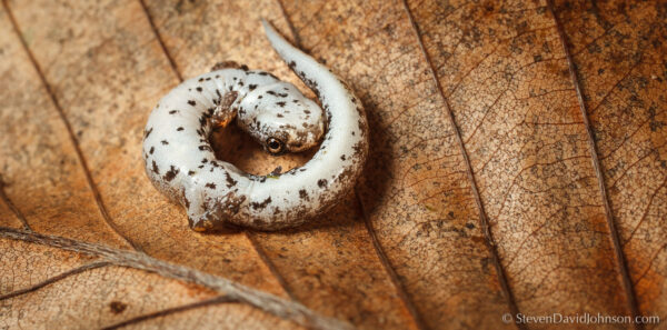 Isang imahe ng Four-Toed Salamander