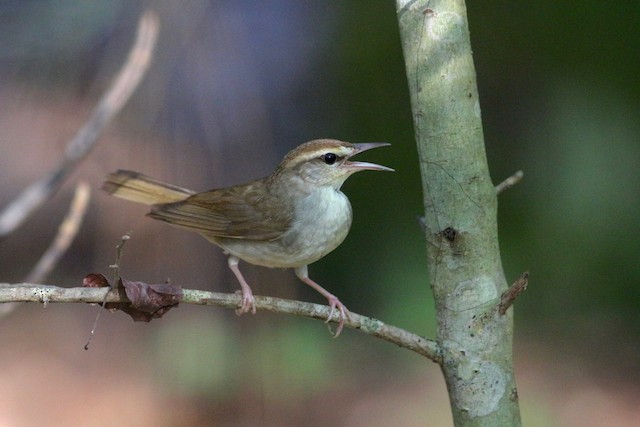 Isang Swainson's Warbler sa isang sangay