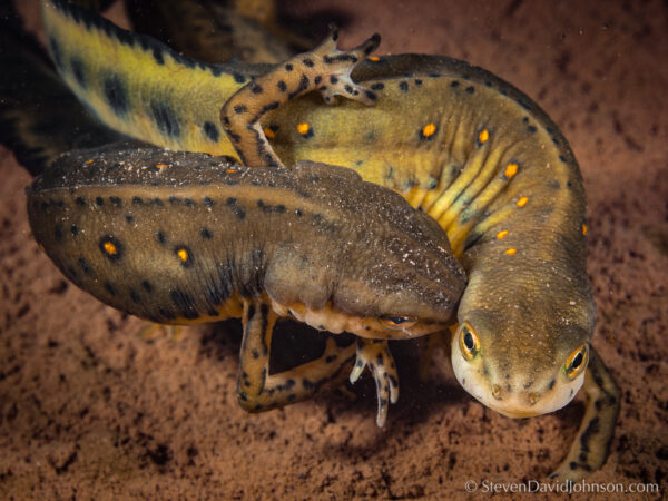 Isang imahe ng Red-Spotted Newt
