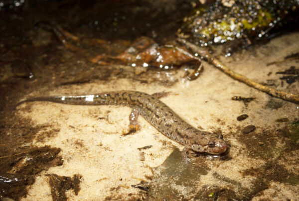 Isang imahe ng Southern Dusky Salamander ng Holbrook