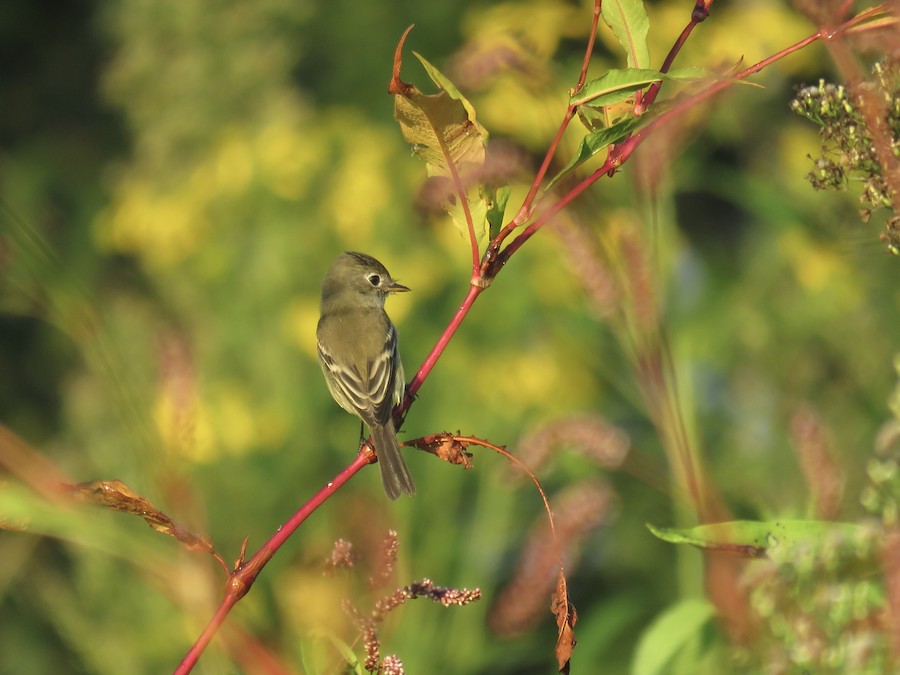 Isang larawan ng hindi bababa sa flycatcher sa isang sangay
