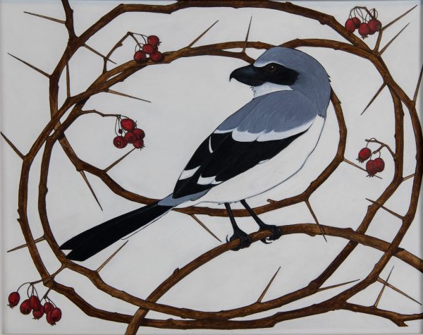 Isang imahe ng isang shrike sa isang spiked branch bilang ang kategoryang Fine Art Print na kagalang-galang na pagbanggit
