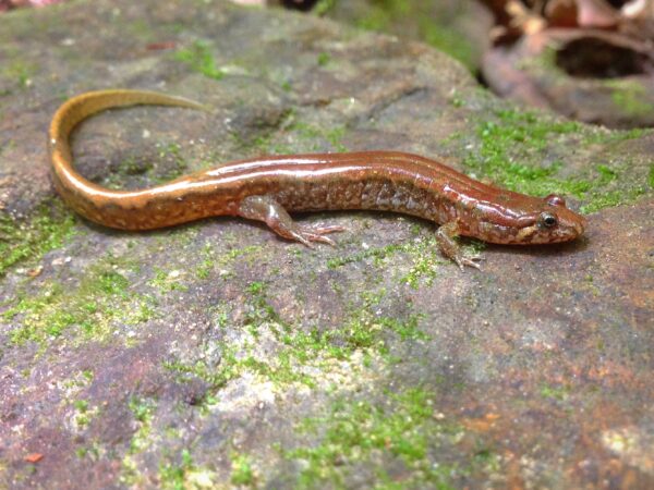 Isang imahe ng Allegheny Mountain Dusky Salamander