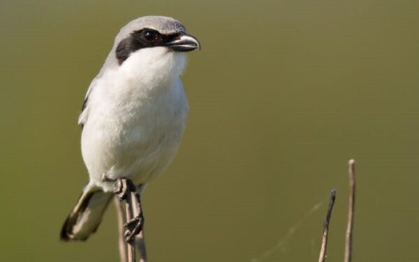 Loggerhead shrike sa Disney Wildlife preserve