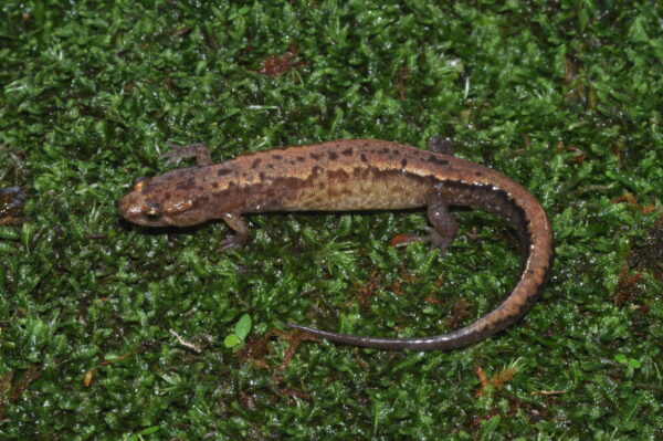 Isang imahe ng Blue Ridge Dusky Salamander