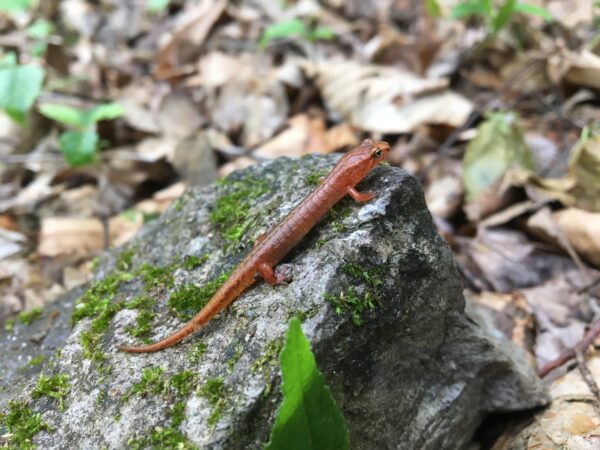 Isang imahe ng Northern Pygmy Salamander