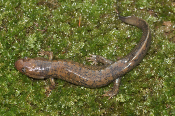 Isang imahe ng Black-Bellied Salamander