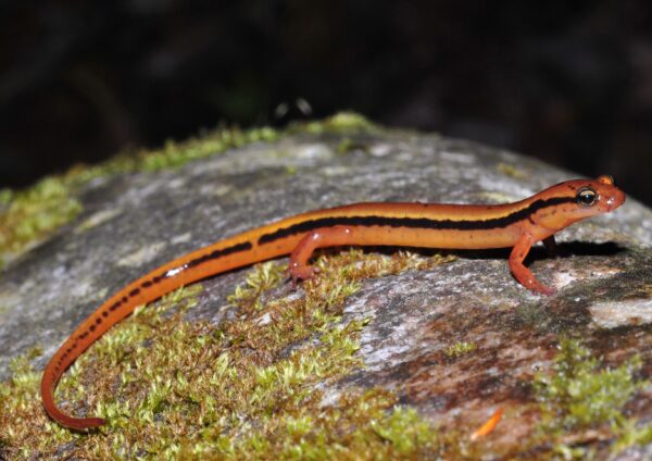 Isang imahe ng Blue Ridge Two-Lined Salamander