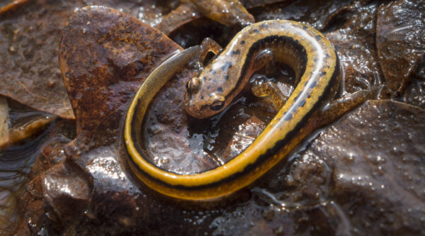 Isang imahe ng Northern Two-Lined Salamander