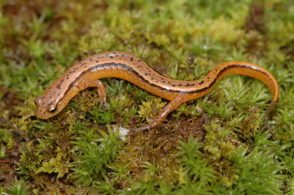 Isang imahe ng Southern Two-Lined Salamander